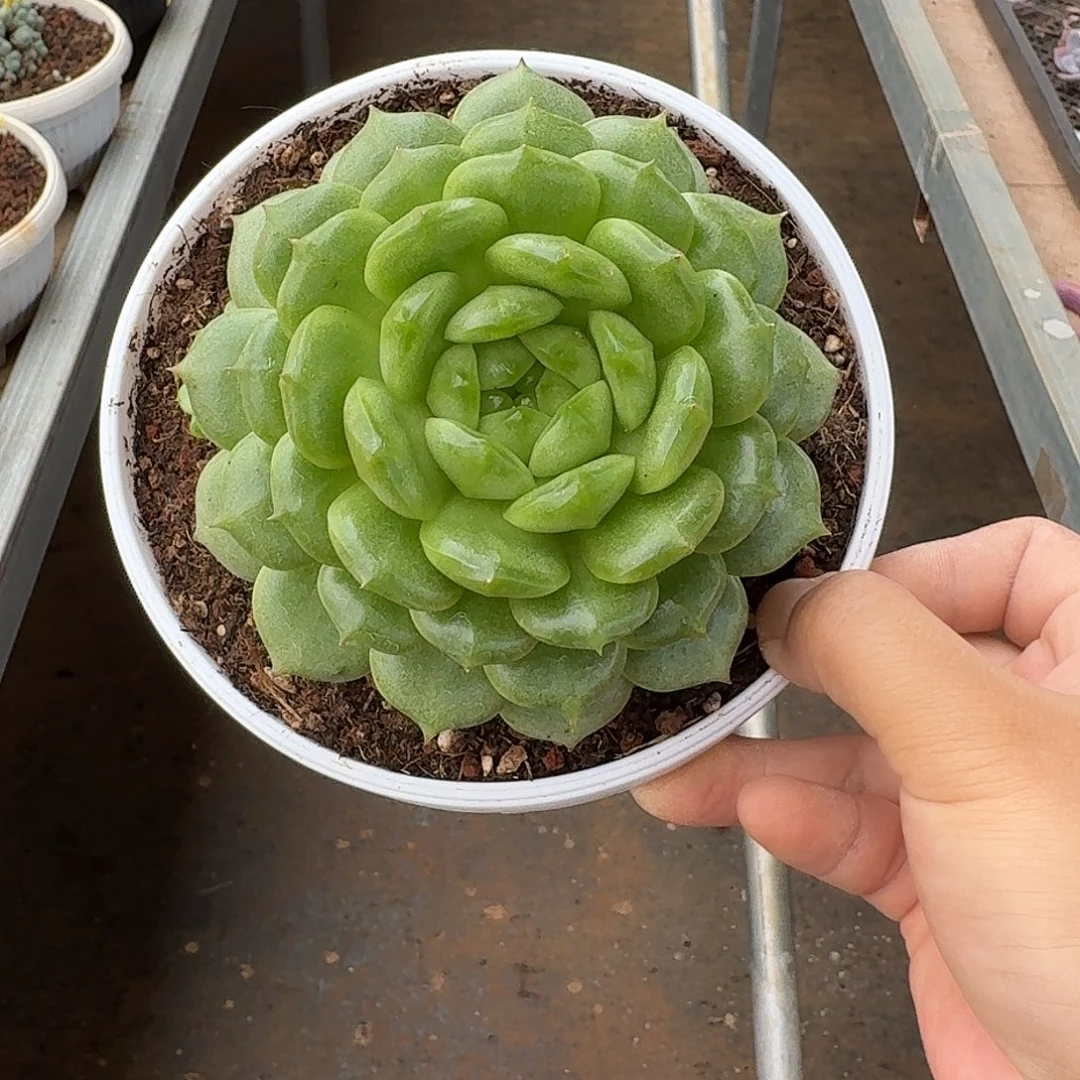 灯泡珍妮12公分单头