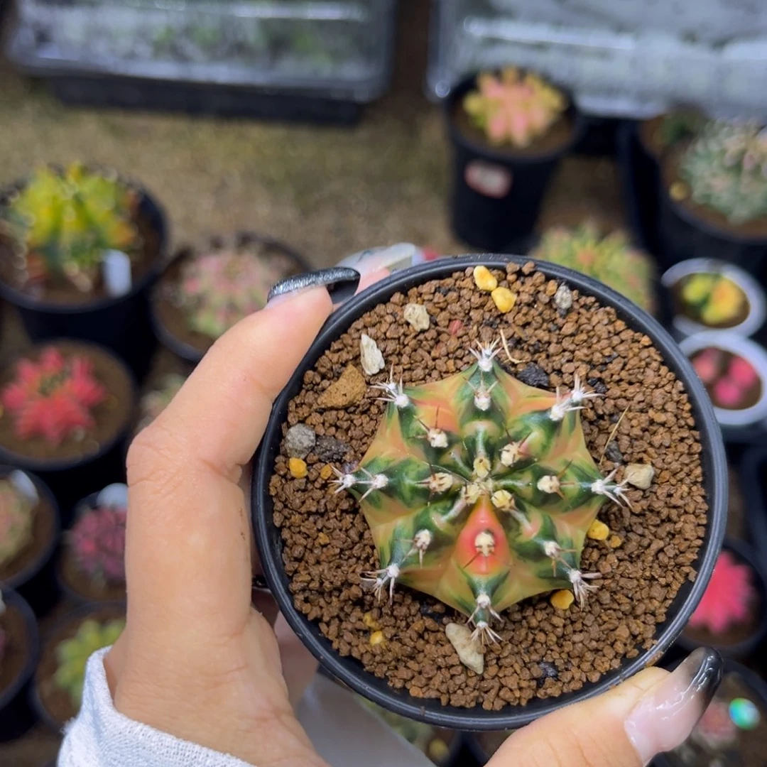枫叶侧牙米哈锦 ，带盆土