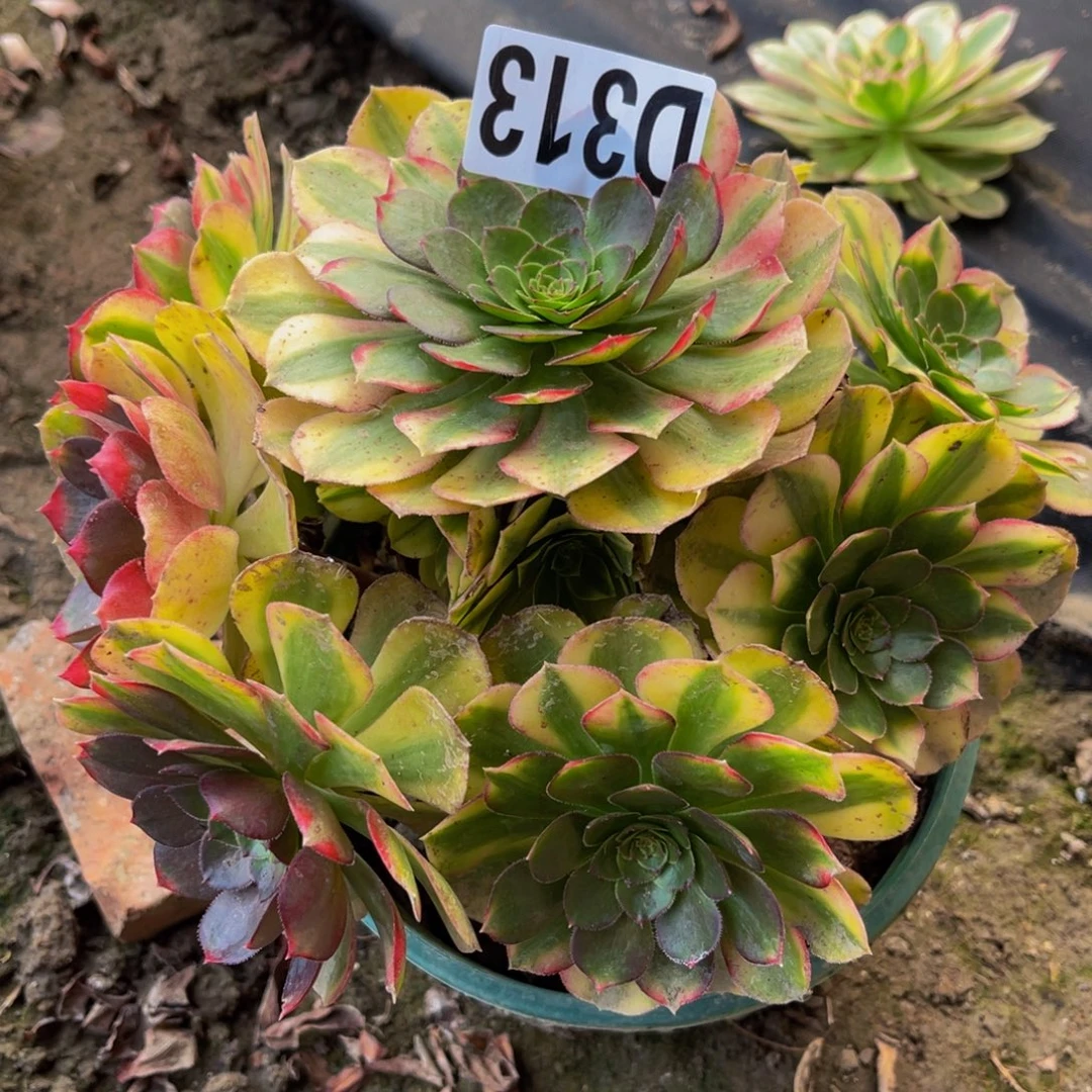 雨荷法师13////////12包邮