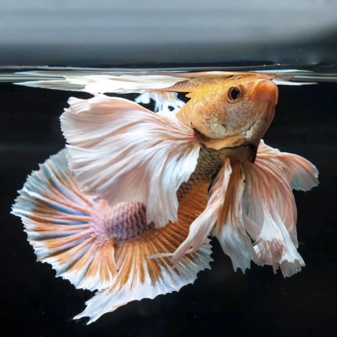 随机-泰国斗鱼好样耐活小型热带鱼观赏鱼