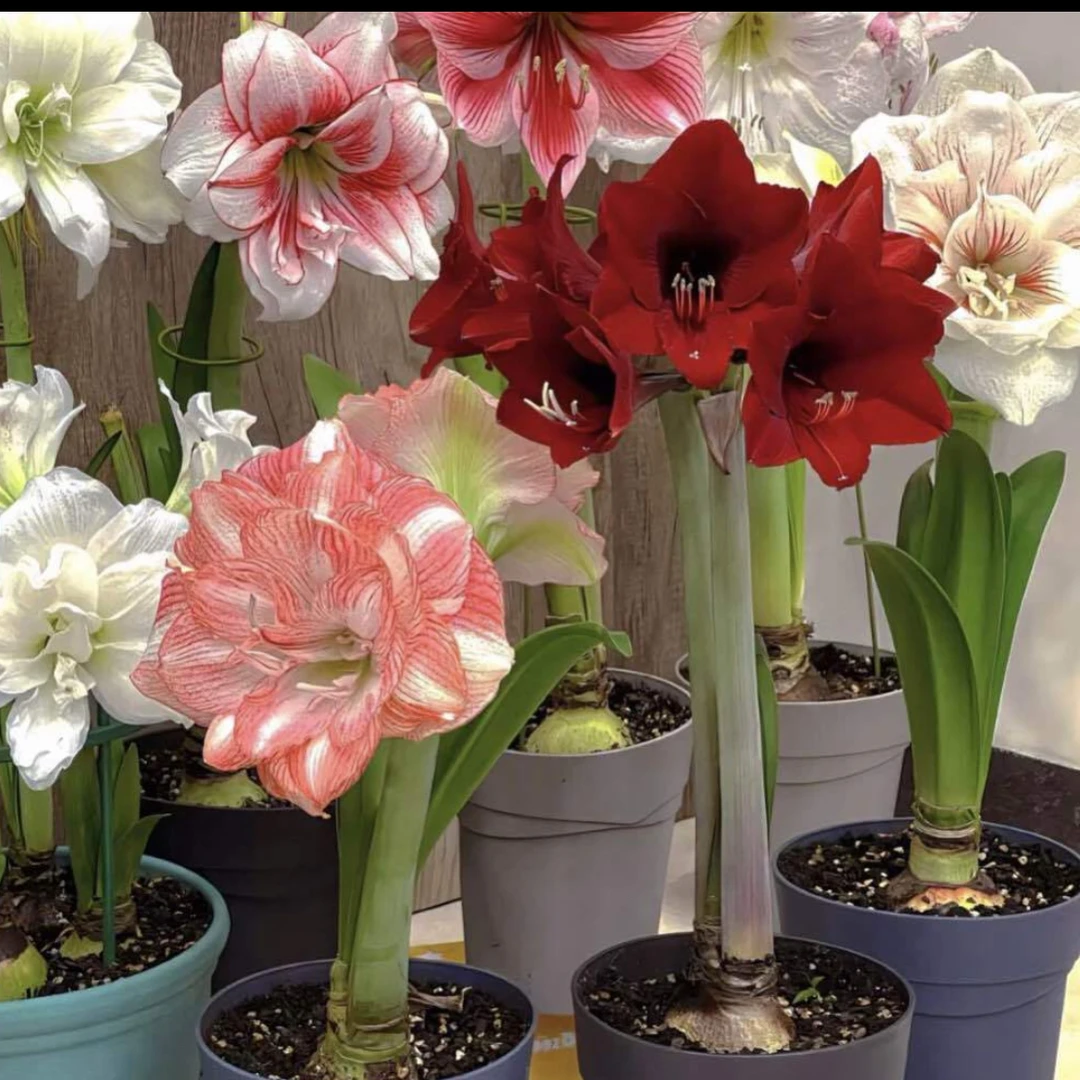 （买两颗送一颗）当年开花重瓣朱顶红耐寒好养重瓣大花型花卉