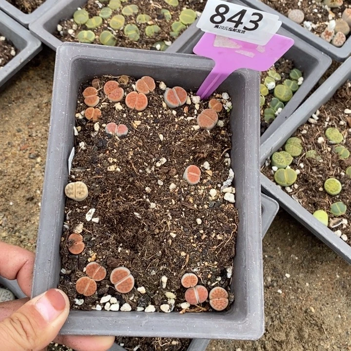 今***八生石花等植物的生长843