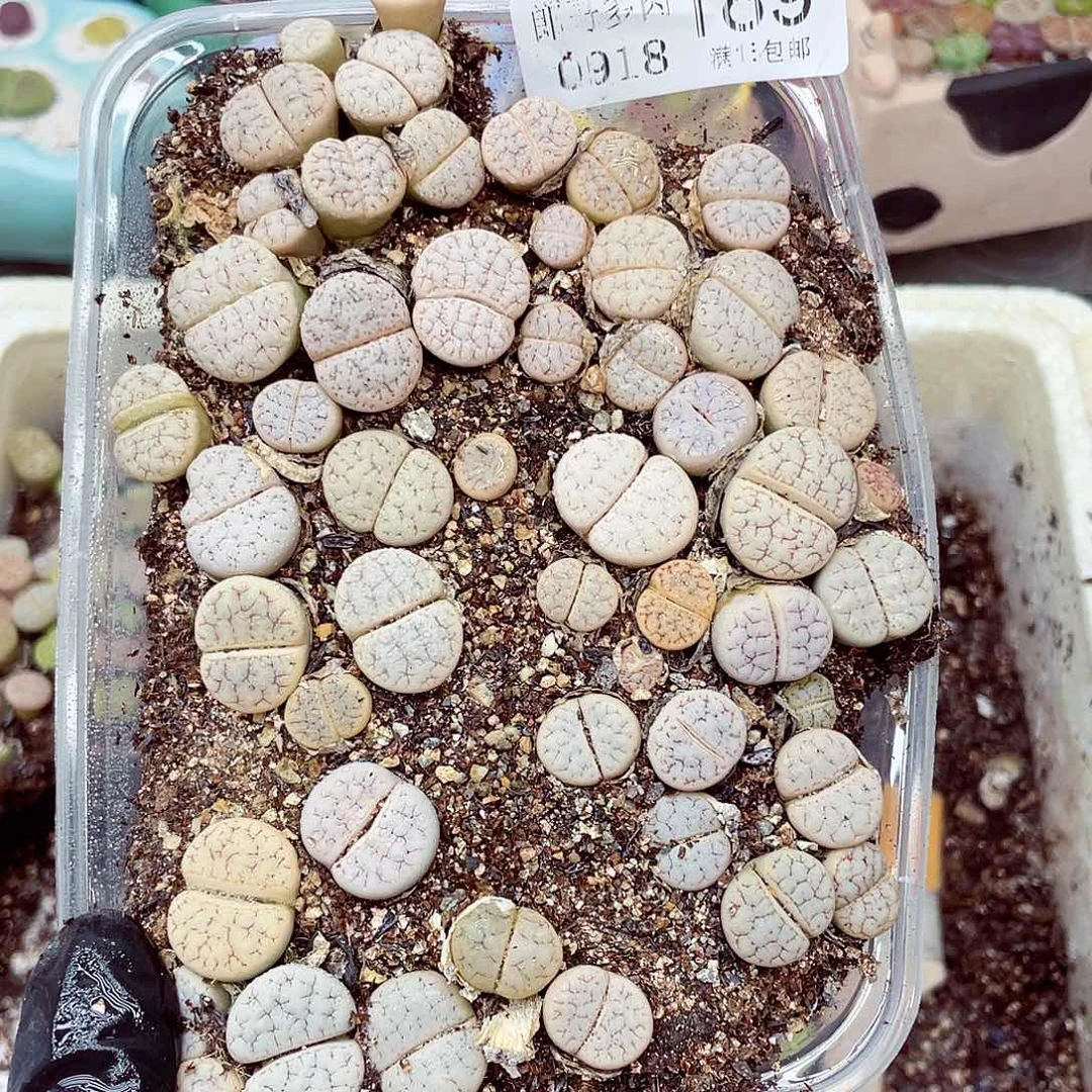 生石花满18包邮0918-189