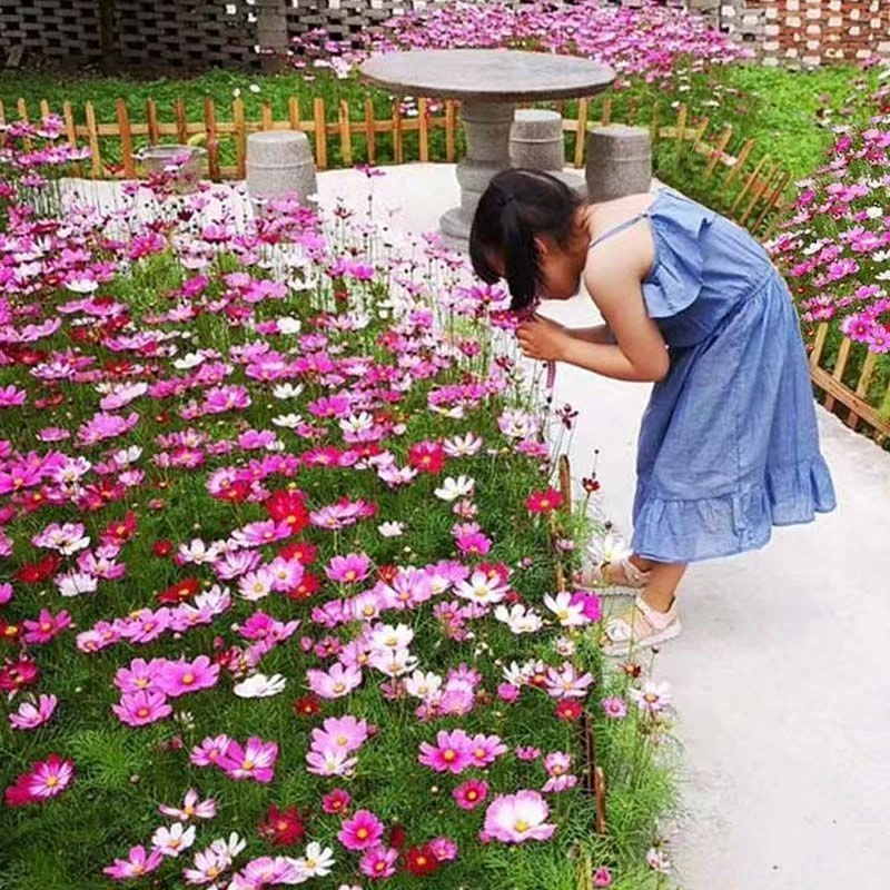 波斯菊花种子格桑花开花易活庭院景观混色野花组合种子工程花籽