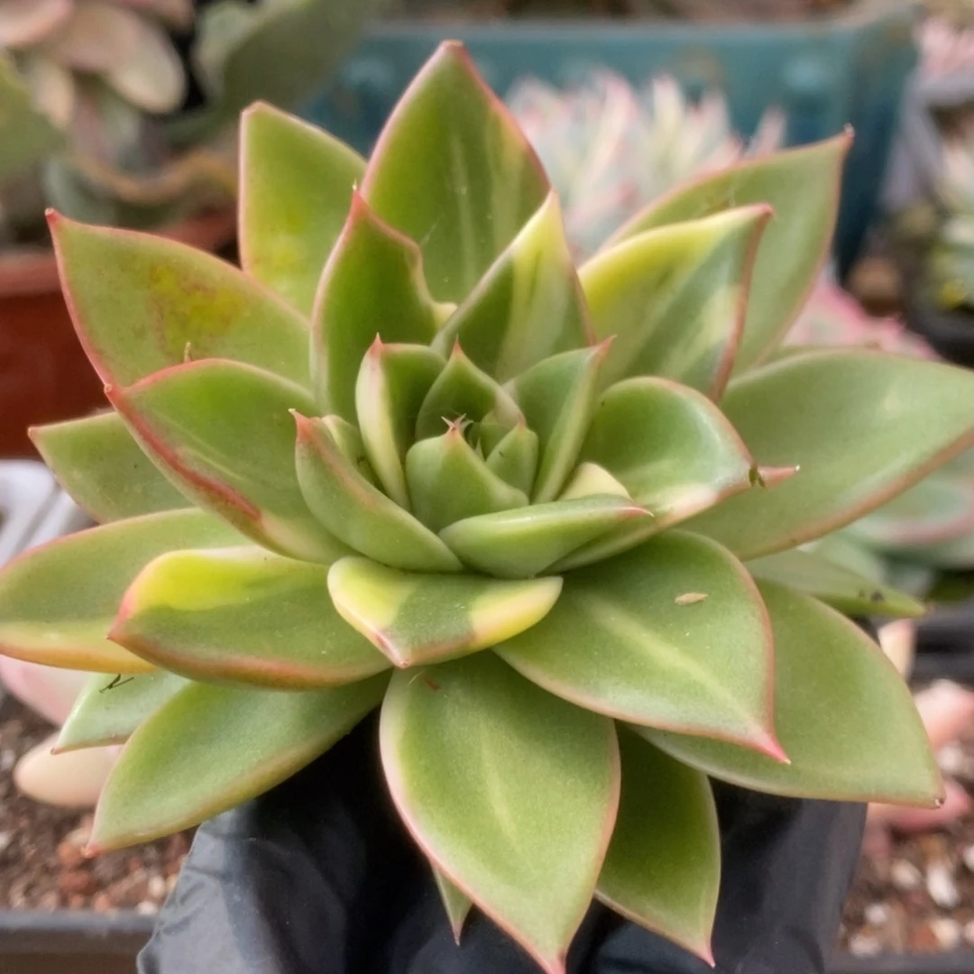 324藏宝图侧芽锦锦锦锦