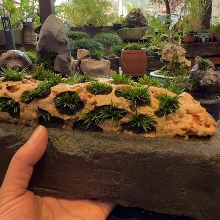 孙***皇石头草。。。。。。。顺丰包邮