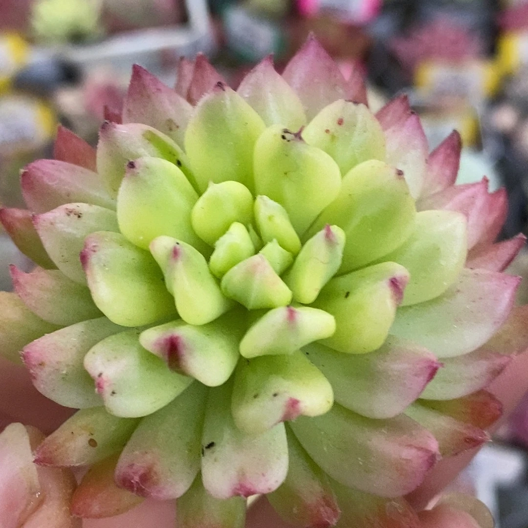 灯笼头盖哈哈哈哈哈