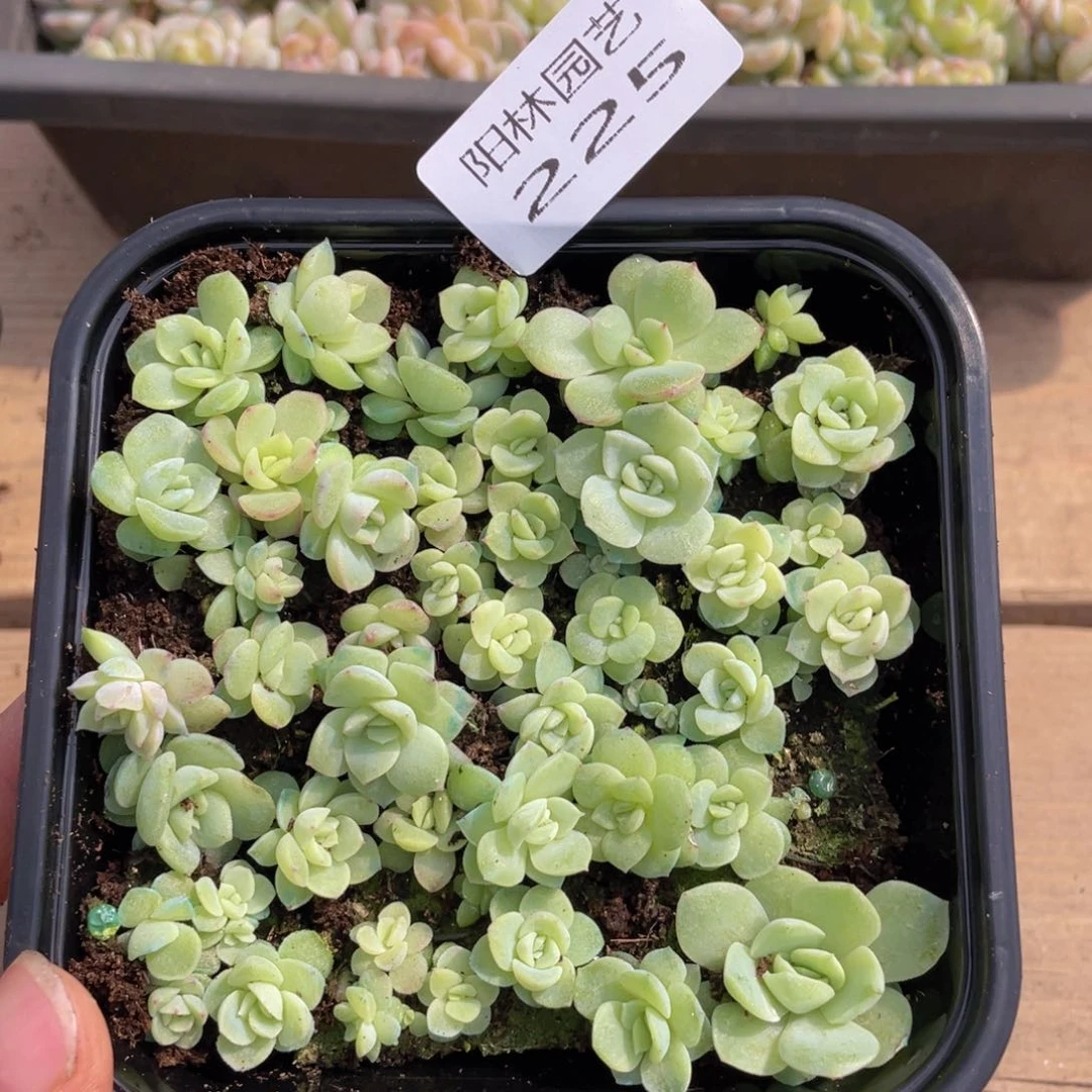 M多肉植物多肉植物225