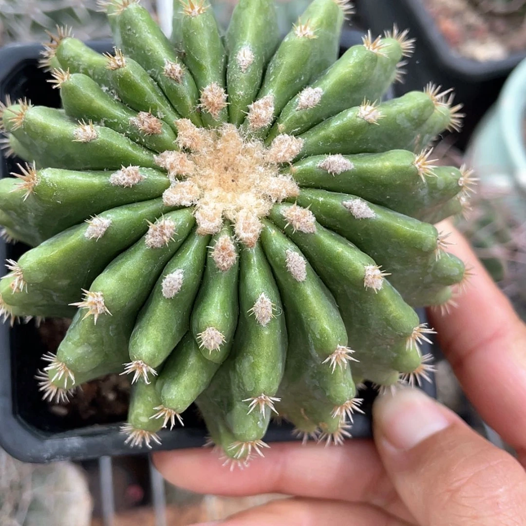 【闪购商品】裸虎养定根66666