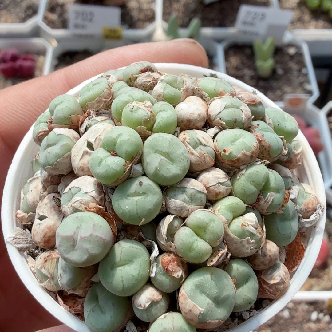无花朵多肉植物多肉植物多肉植物