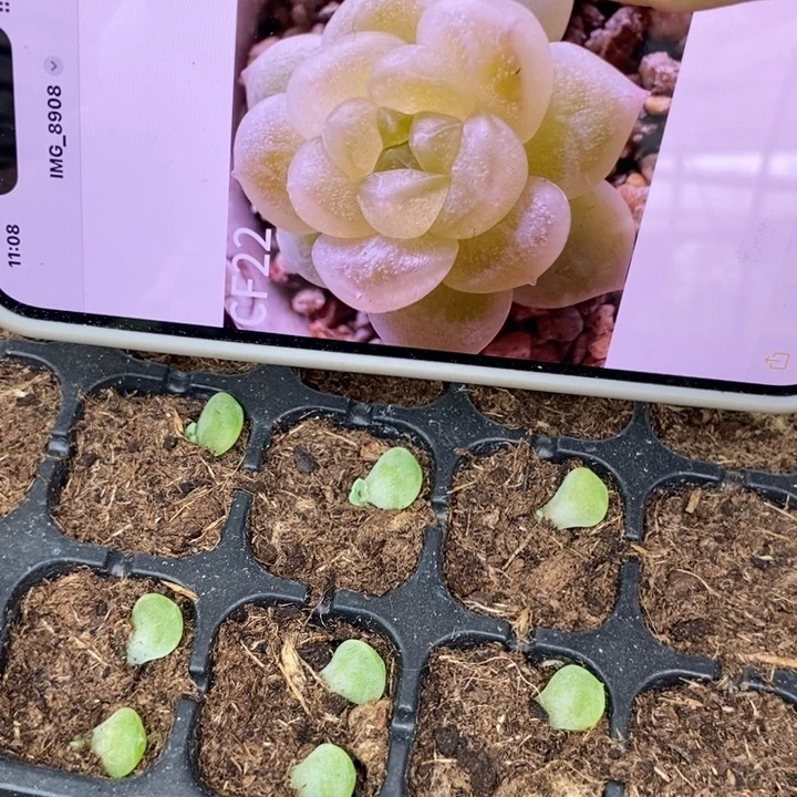 哈财富c22芽苗一个多肉