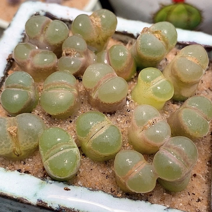 17530粉红女郎风铃样本一颗