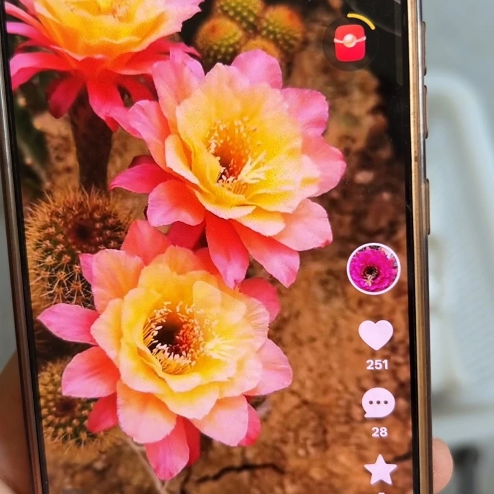 仙人球侧芽歪时光