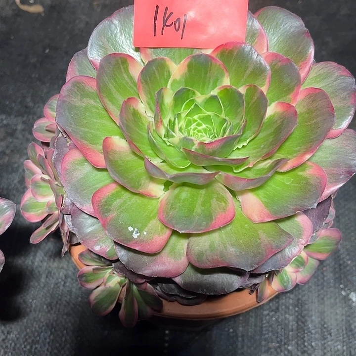 魅淋多肉植物保护1401