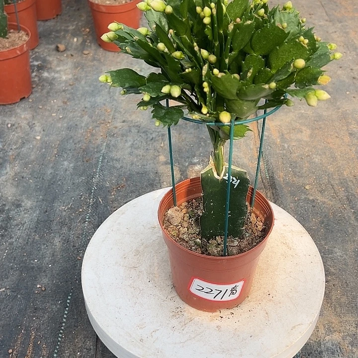 2321蟹爪兰尾号2271