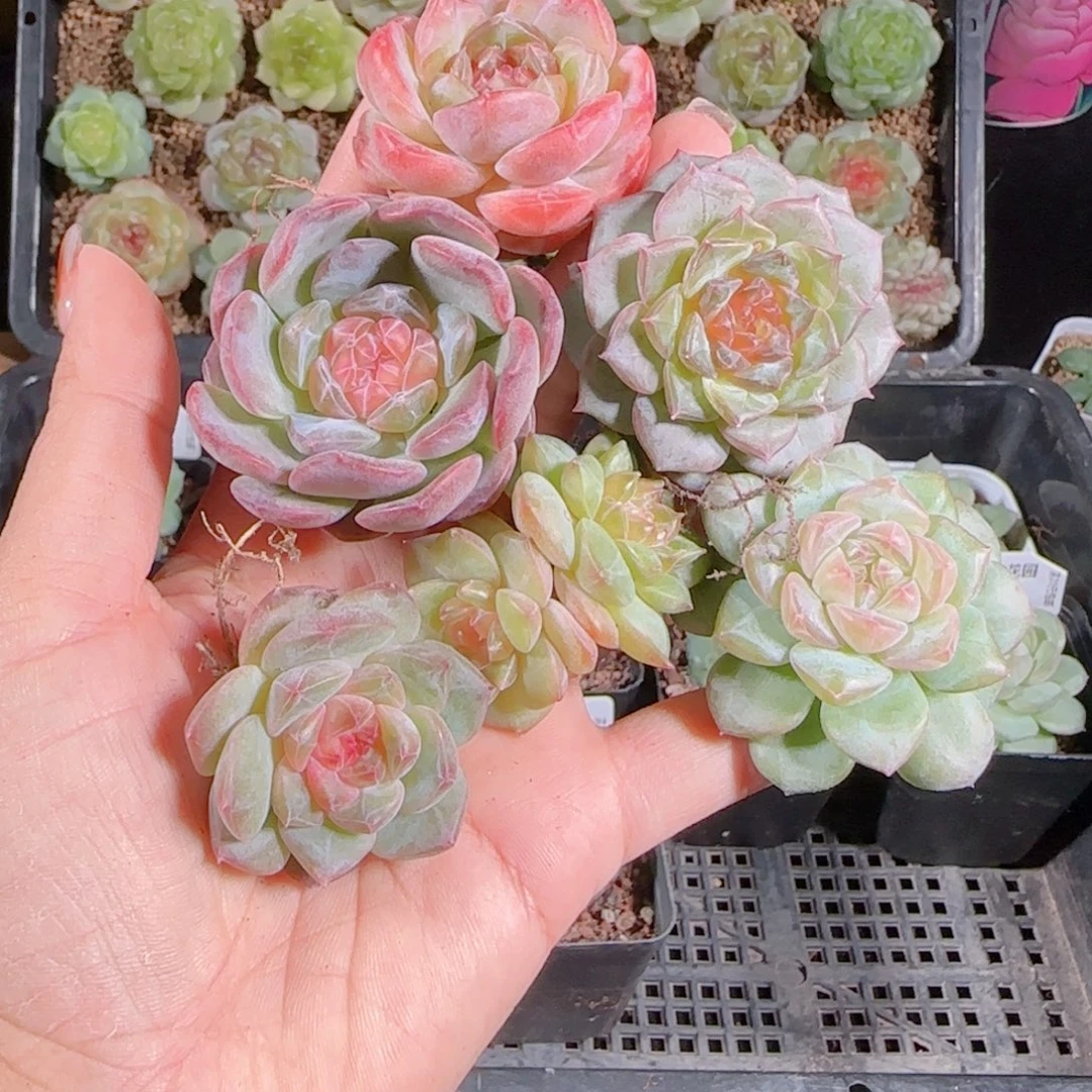 1022--130一物一拍