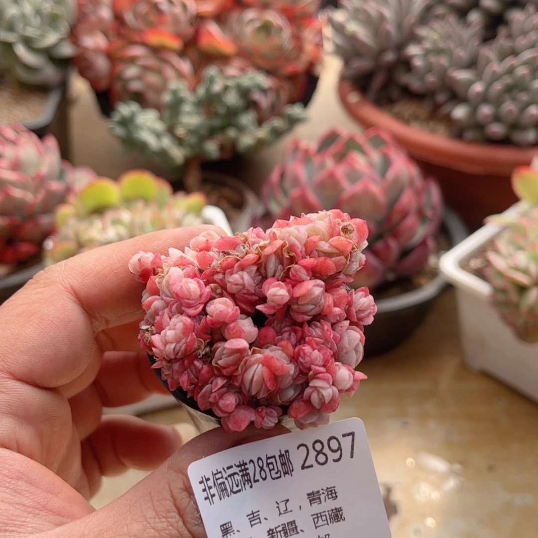 【闪购商品】2897贝瑞缀