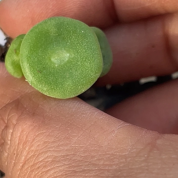 30-35毛钮扣多肉植物