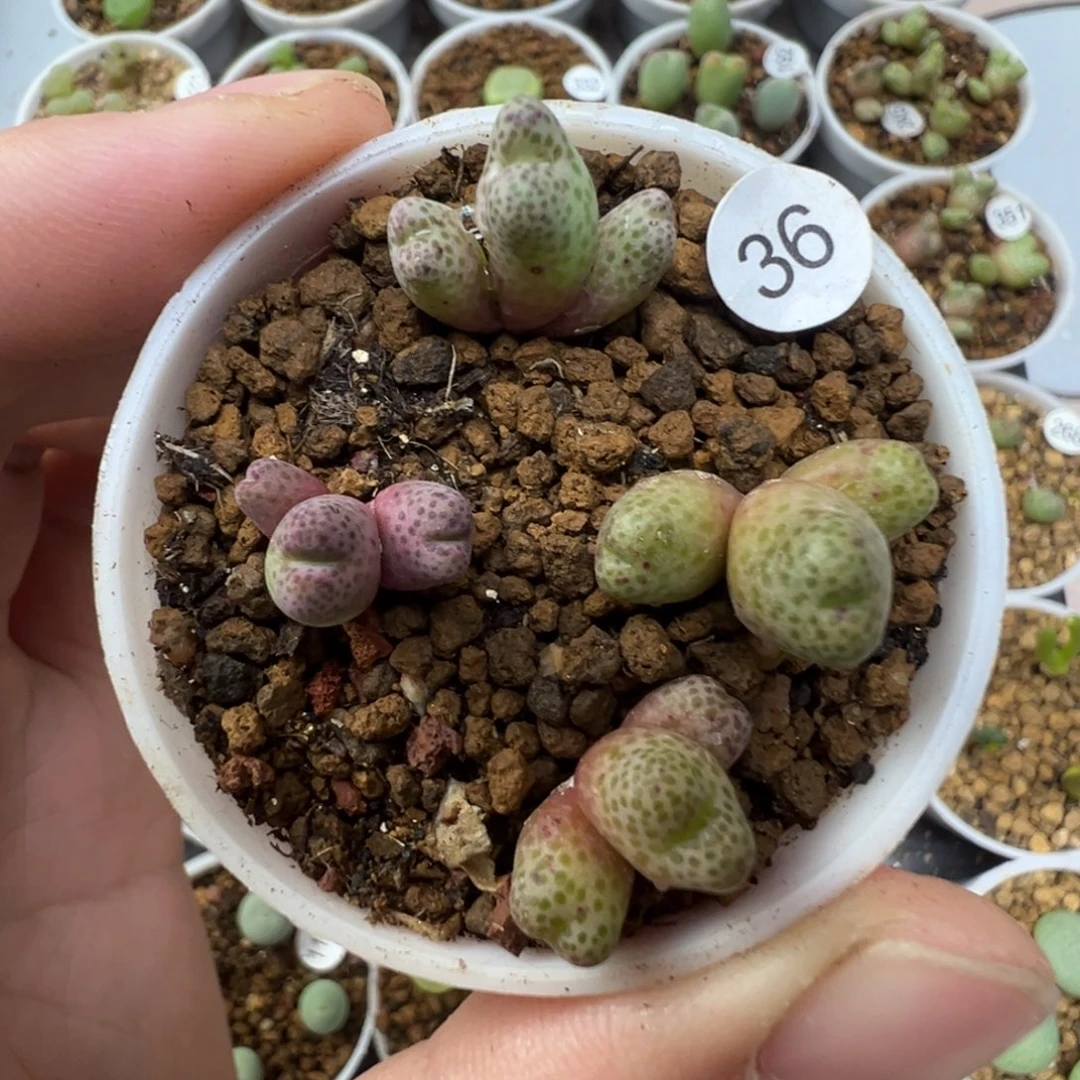 955d一颗脱土36000000