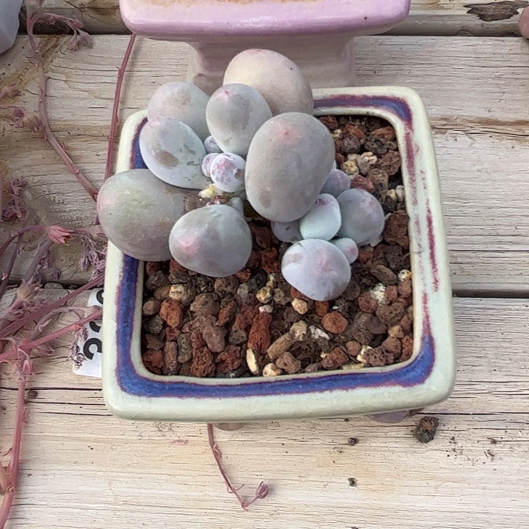 江**坞米可奶酪3头老桩