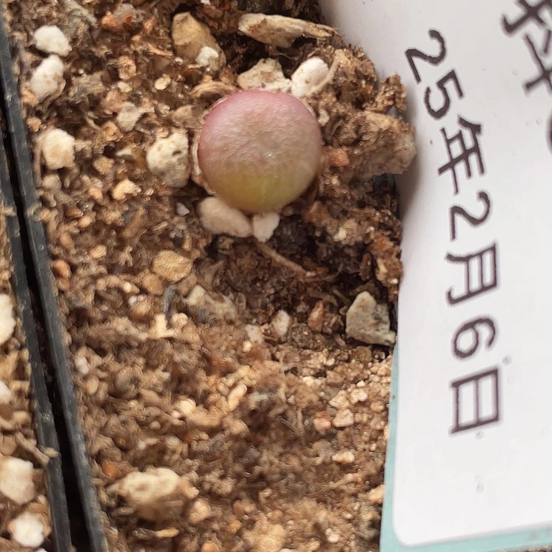 能****挂6-24肉锥多肉植物