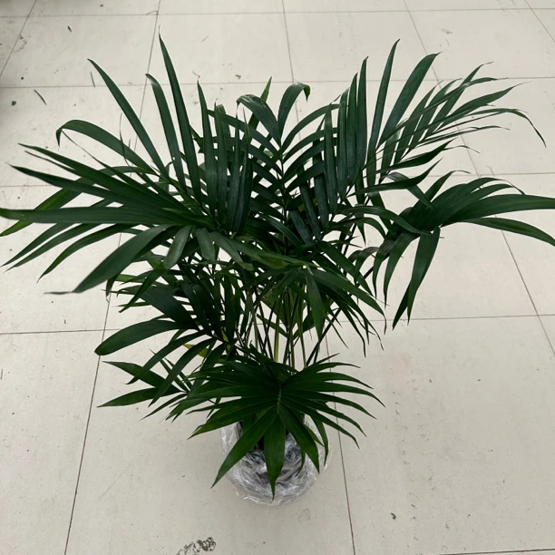 180富贵椰子夏威夷凤尾竹