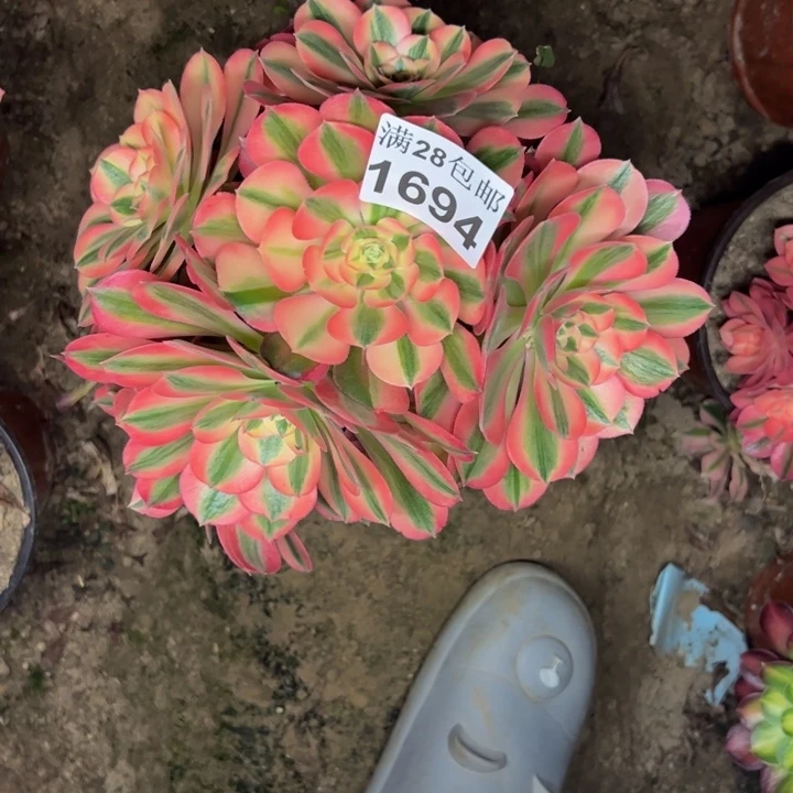 1694女巫多肉植物