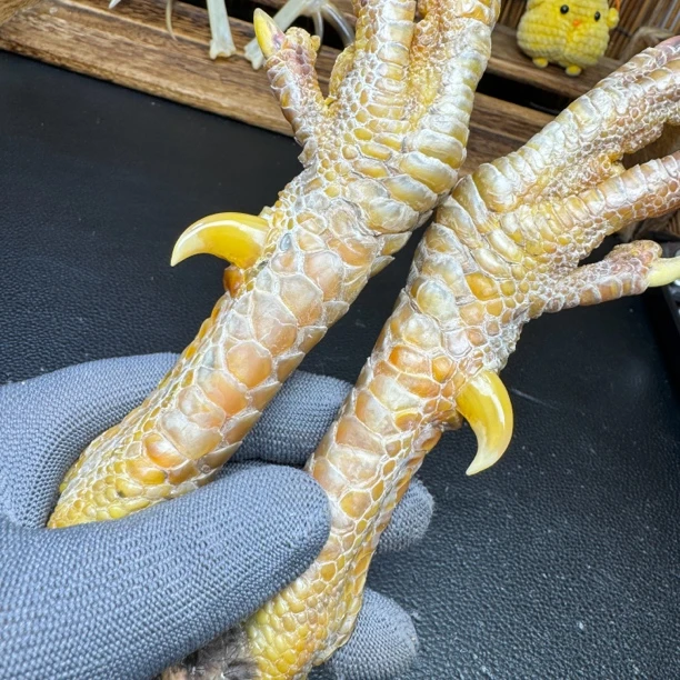 文玩鸡爪骨手把件（一对斗鸡带护甲 处理好十天左右发货）
