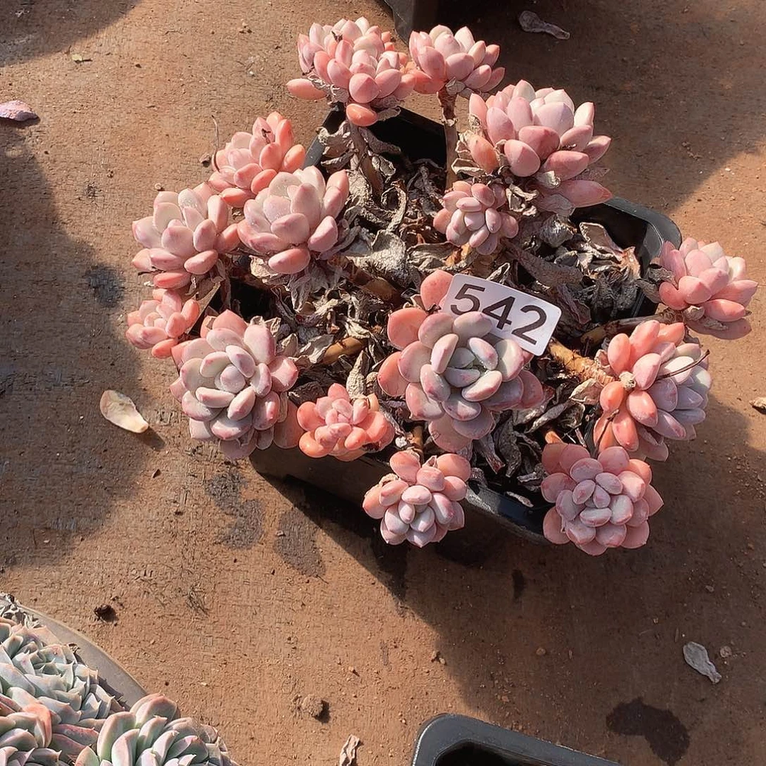 542 一物一拍多肉