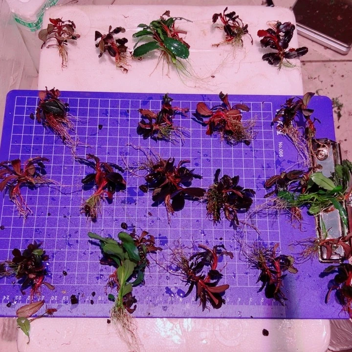 无花朵福利辣椒榕组合4