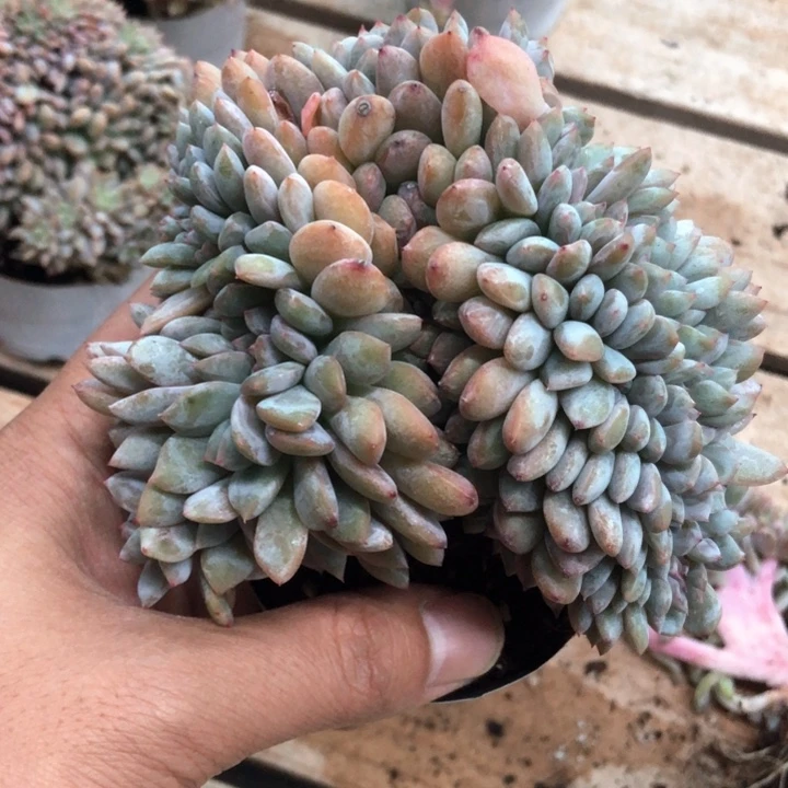 菲***猪高板子星影缀111111