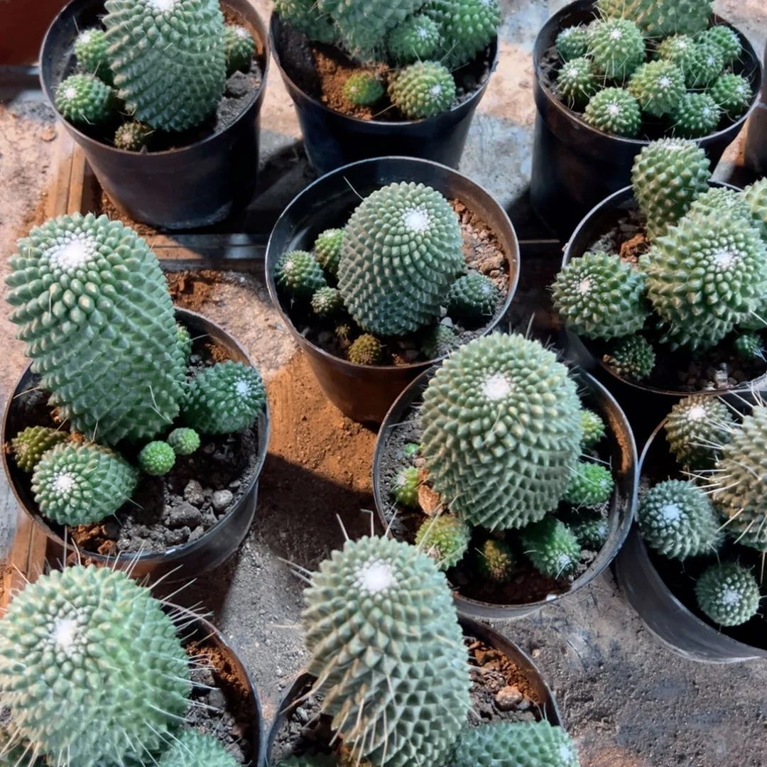 无刺白珠实生随机一颗