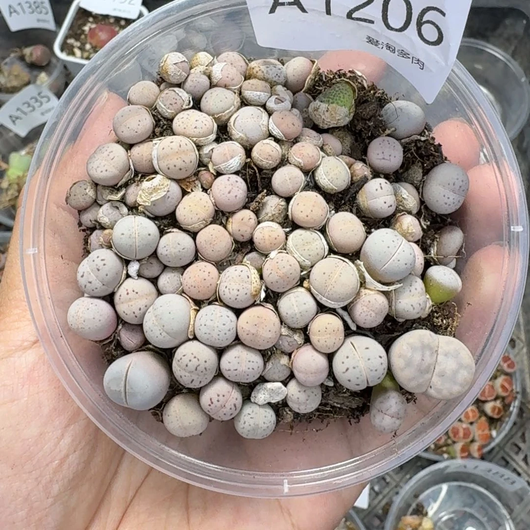 1206 生石花和肉锥