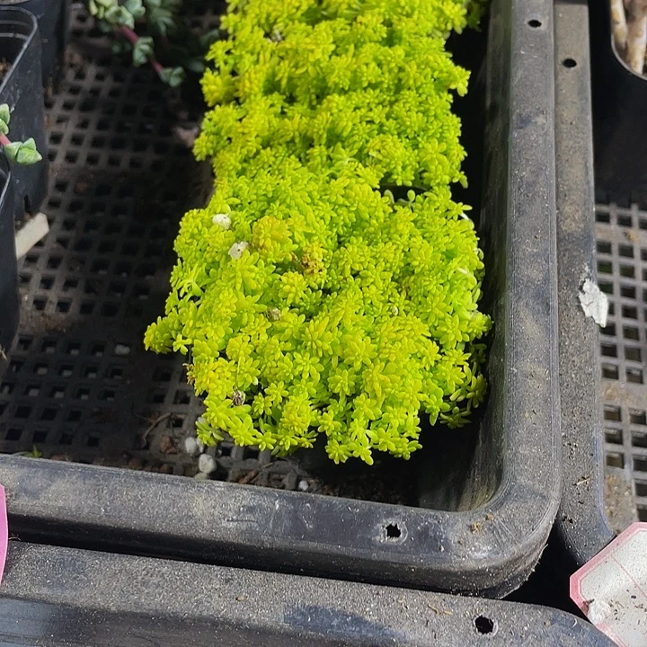 黄金草带盆土发货