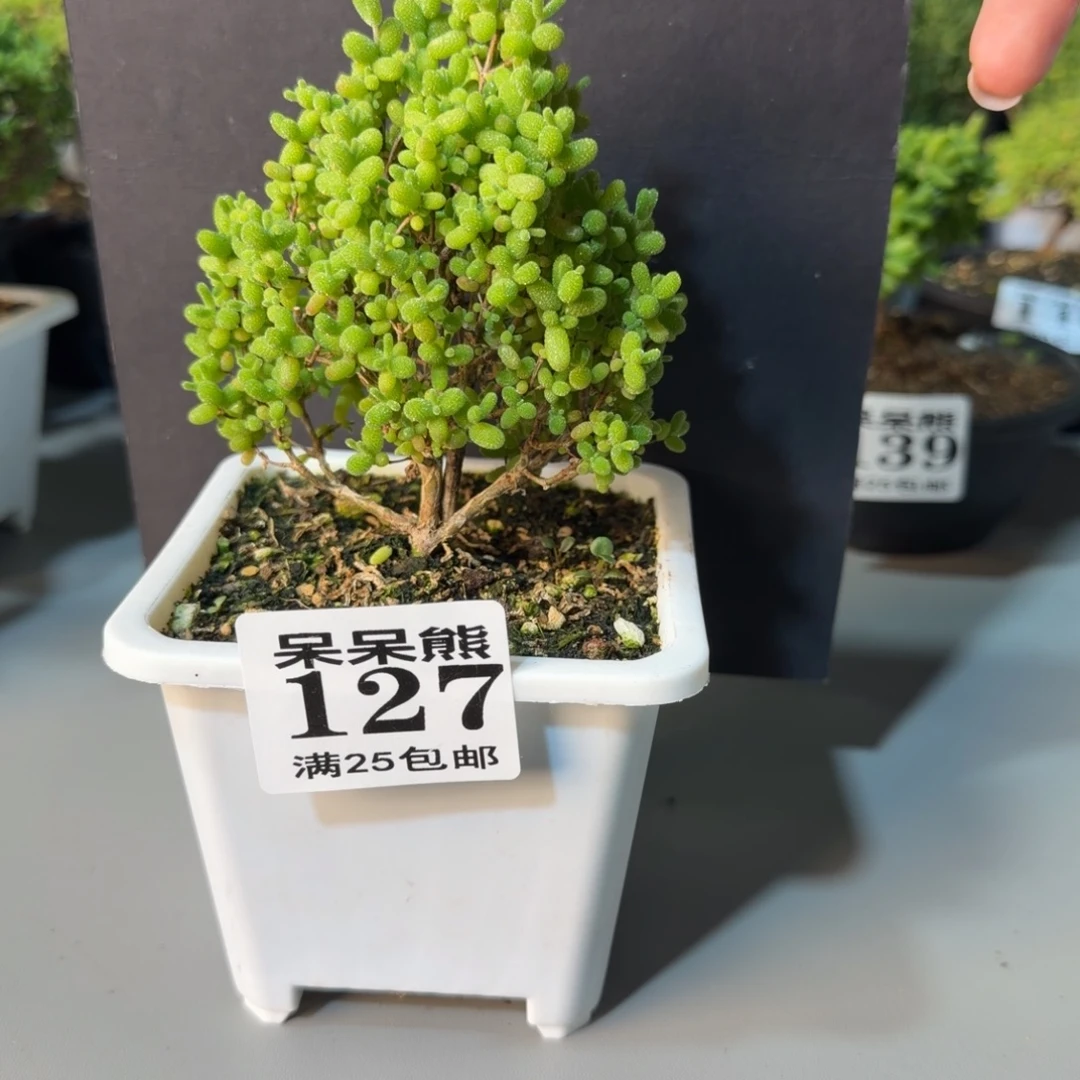 闪电购花卉园艺127