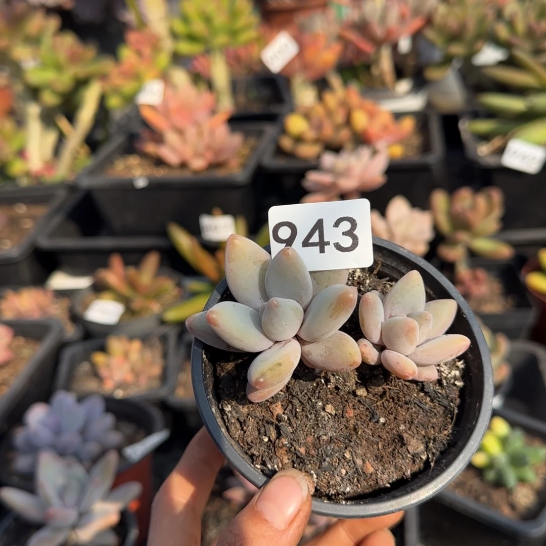 943号一物一拍一物一拍