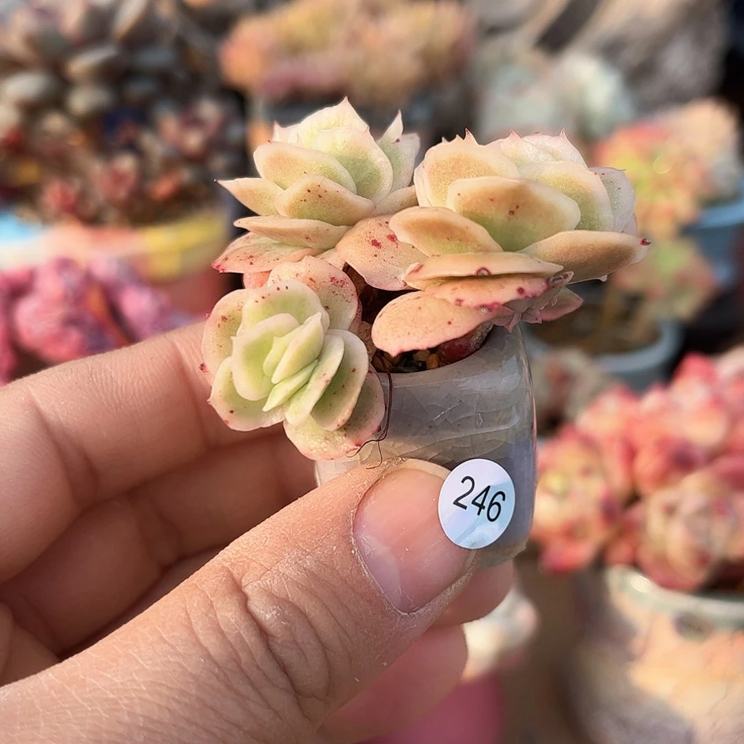 冰玫瑰锦246 含盆含土发货 30包邮偏远除外