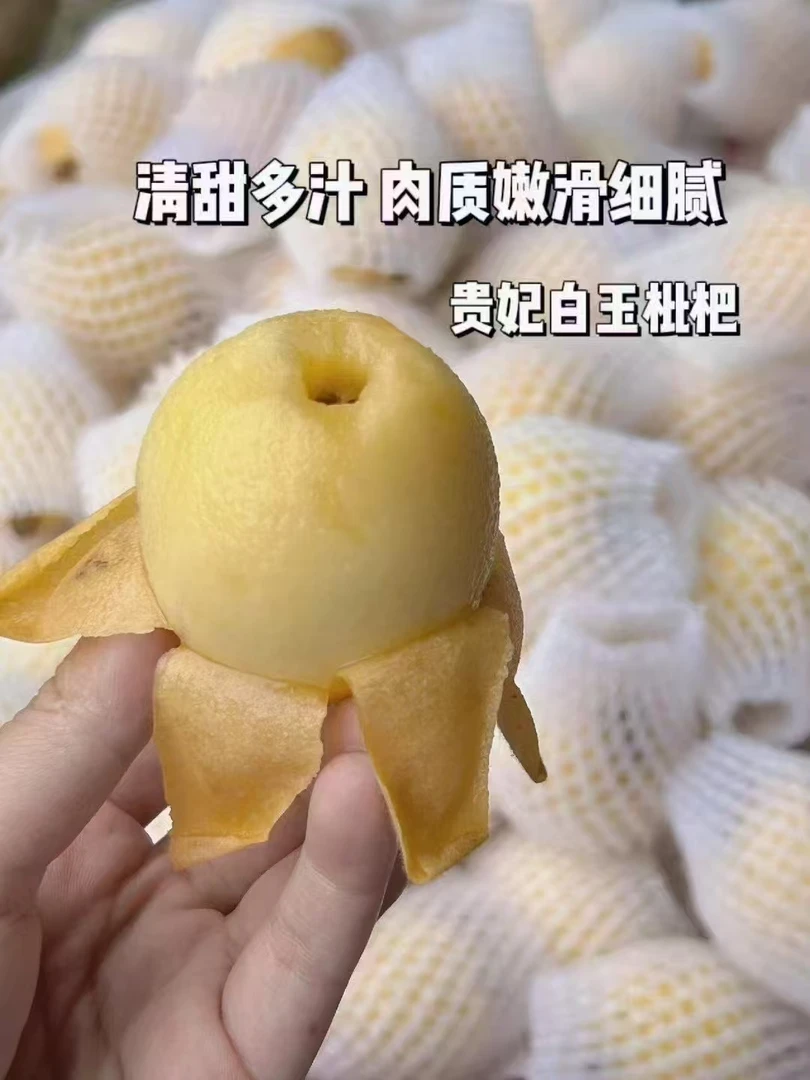 云霄贵妃枇杷新鲜水果3/5斤皮薄多汁鲜甜顺丰包邮