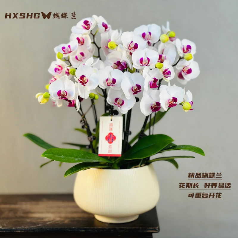 蝴蝶兰《雪域》 大盆精品懒人花好养易活 带花带花苞发货