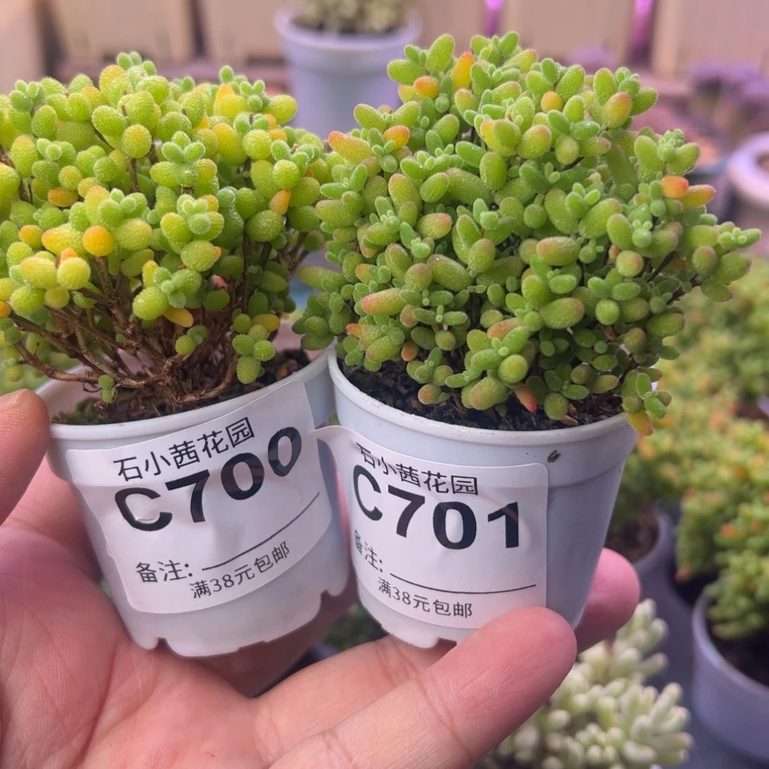 福利-多肉植物枝干金桔蜜橘