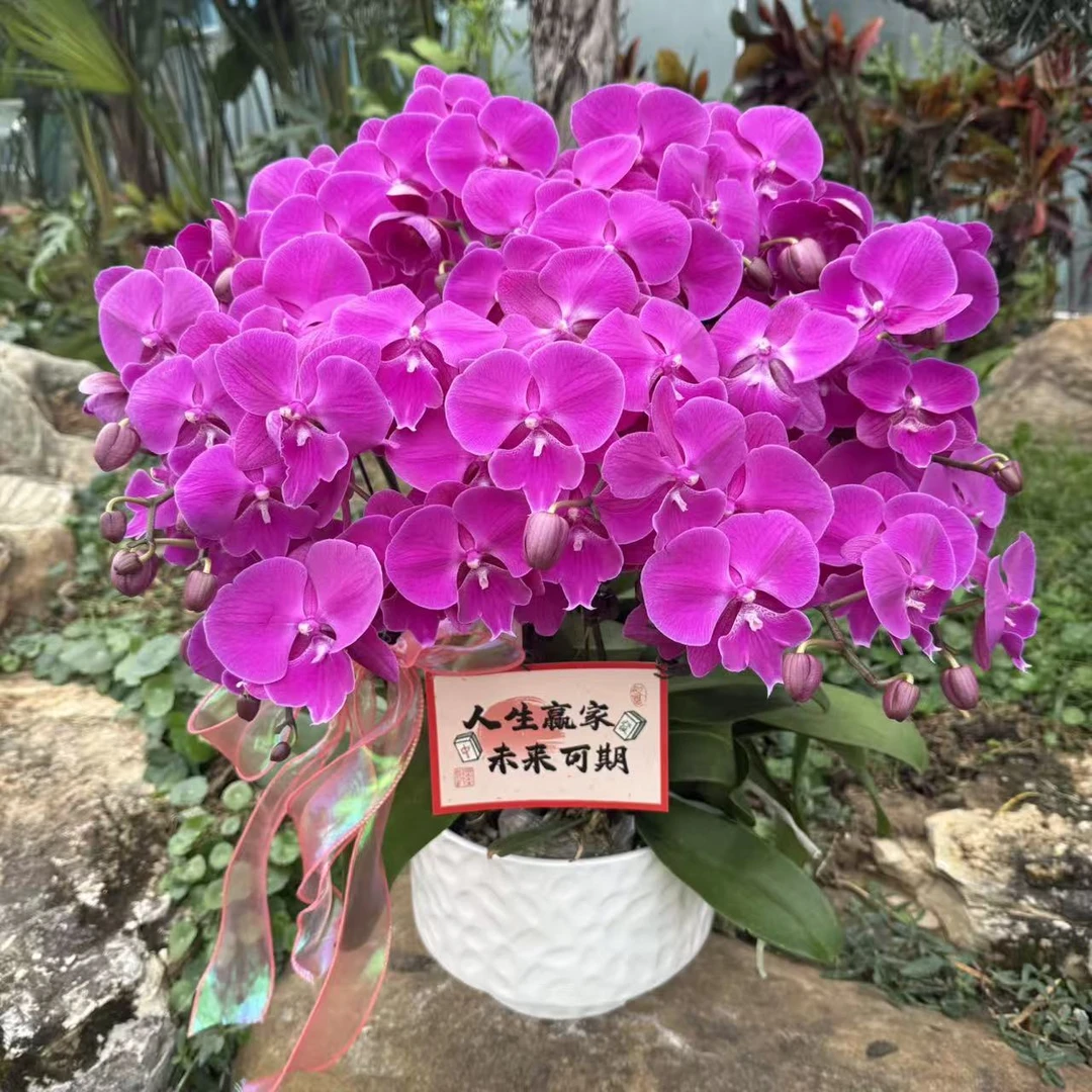 蝴蝶兰 《红豆》大红大紫 红红火火 大舌头系列中大花型  室内花卉