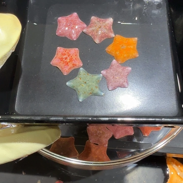 绿毛龟母海星海燕海星