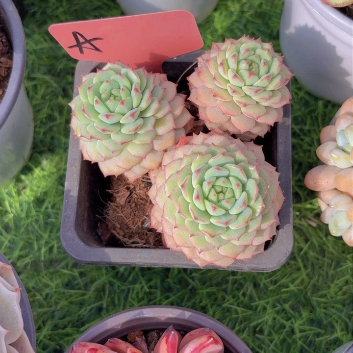 释*la la la la la la la la啦啦啦