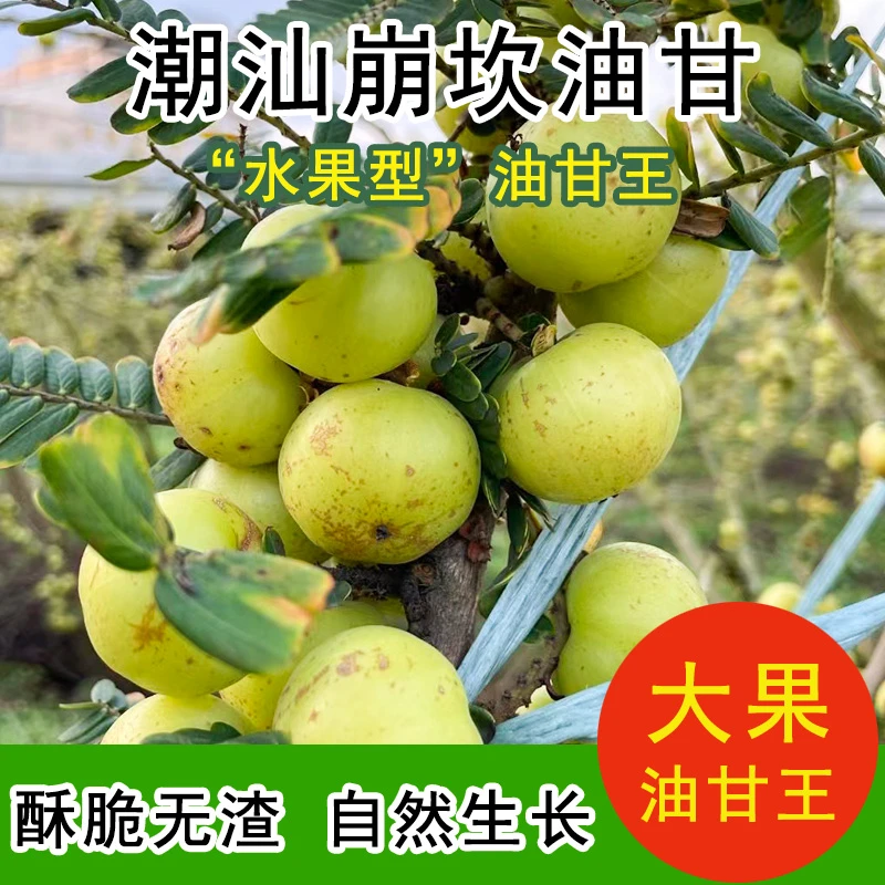 潮汕大妈赤皮油柑果现摘油甘果新鲜余甘子崩坎种油柑孕妇水果榨汁