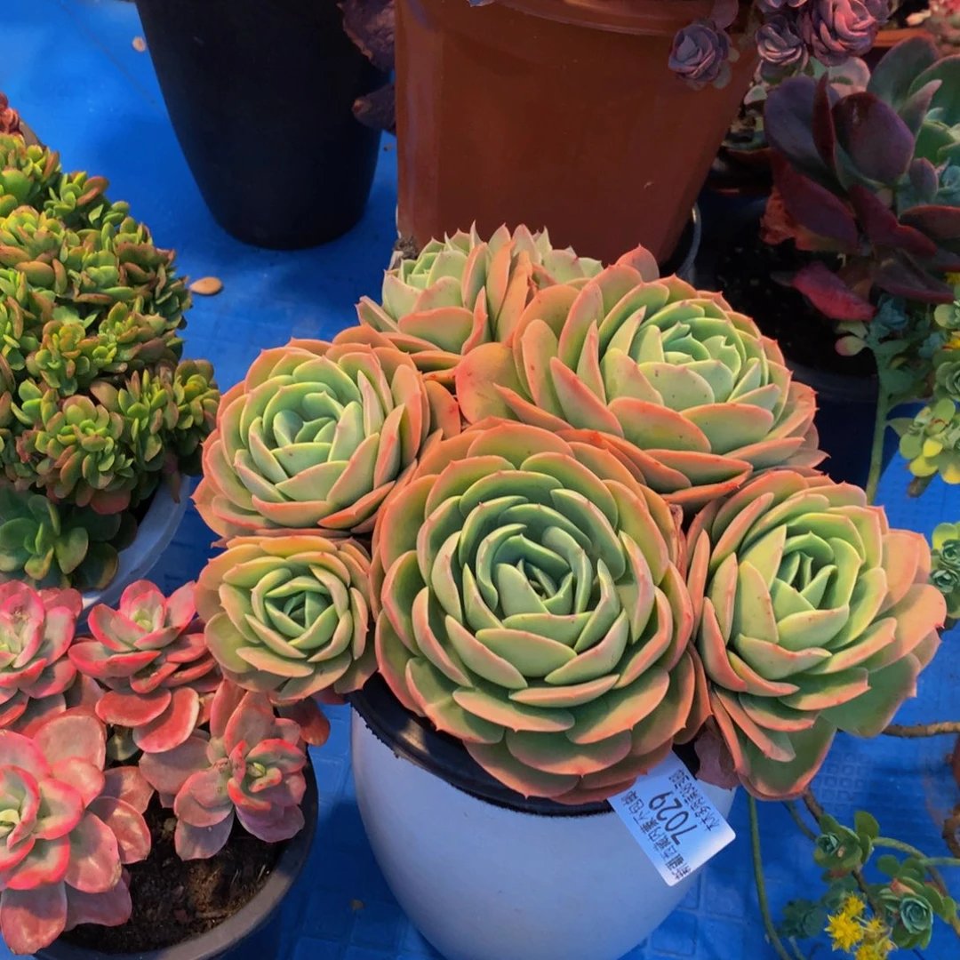 润***）7029桃花坞多肉