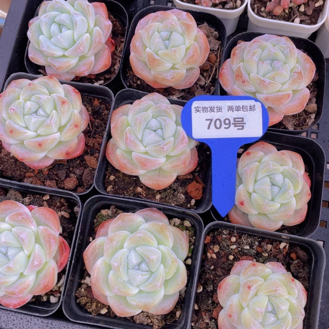 709号凝脂白底冰玉单头一个