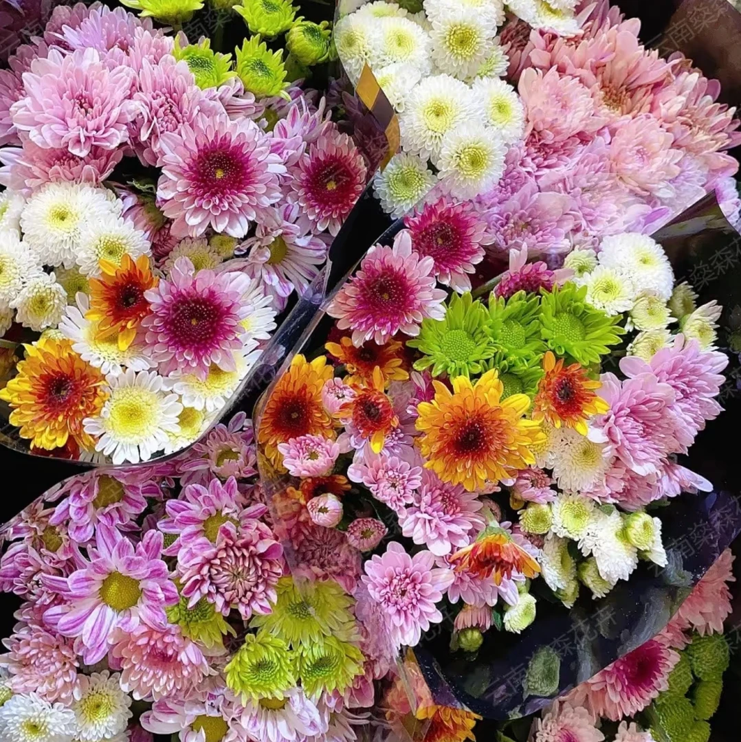 【混色小雏菊】超长花期收到需醒花 云南基地鲜花直发