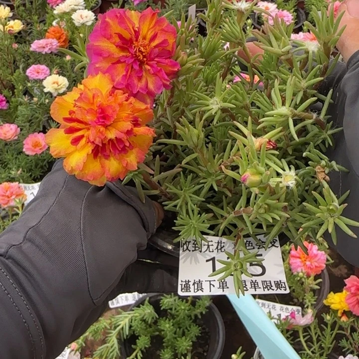 无花朵135超小苗盆口10cm