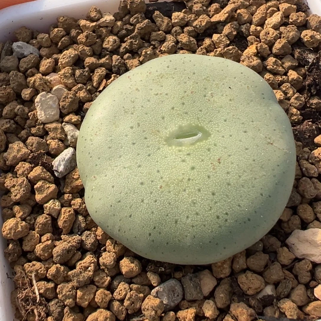 452多肉植物种类多样