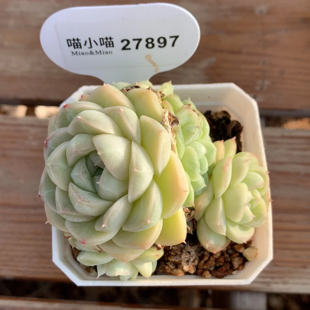 H****。多肉植物麦秆珍妮